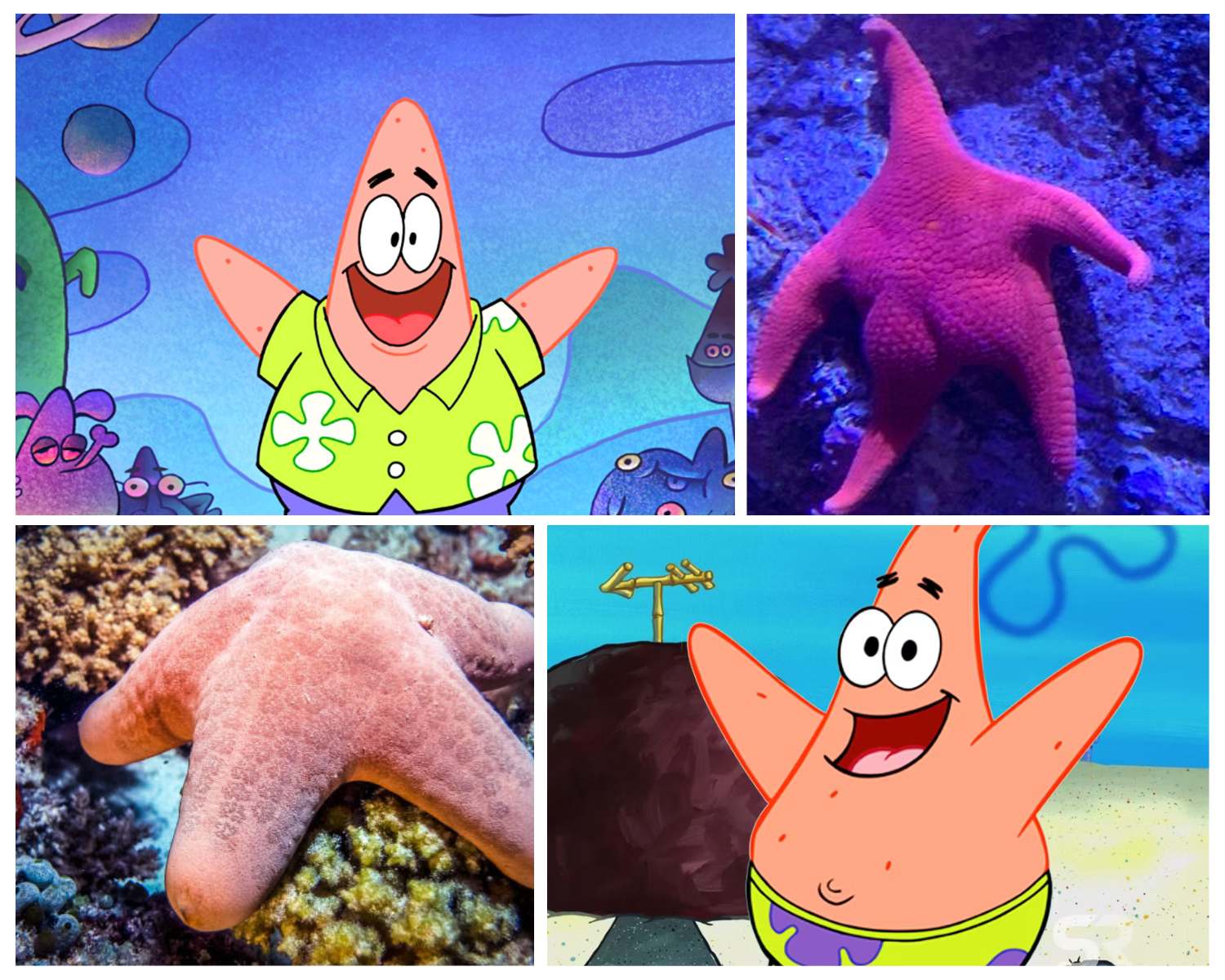 Patrick Starfish and Starfish Anatomy